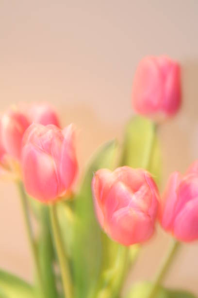 istock close up of tulips, 955015152