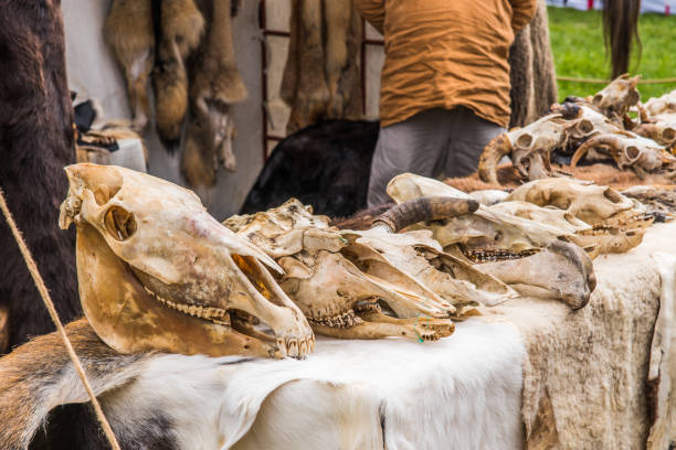 istock Skulls of different animals on the table 955015434