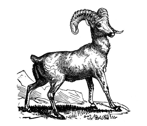 Animals antique engraving illustration: Rocky Mountain Sheep