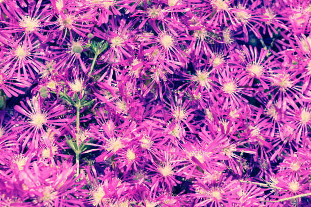White and Pink Osteospermum Daisy or Cape Daisy Flower Backgrounds