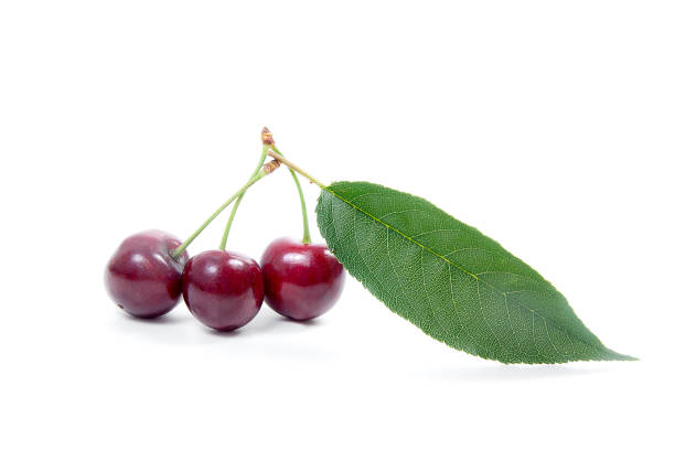 istock Sweet cherry isolated on a white background. 955020620
