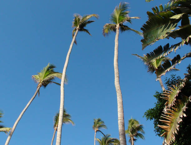 istock Acapulco Palm Tree Scene. Guerrero Mexico 955020808