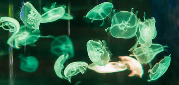 istock jellyfish in the aquarium 955020836