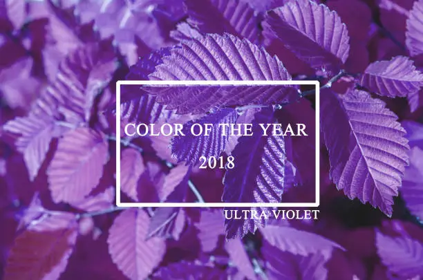 Photo of Trendy Color Cncept Set with Ultra Violet Color Trend of the Year 2018 Leaves Nature.