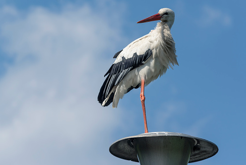Stork resting on a street lamp against blue sky