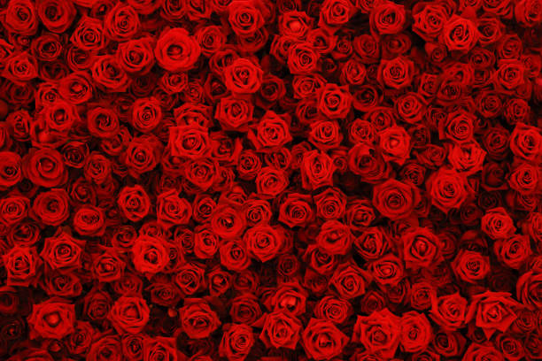 天然の赤いバラの背景、花壁。 - dozen roses rose flower arrangement red ストックフォトと画像