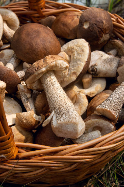 istock Brown cap boletus in the wicker basket 955032972