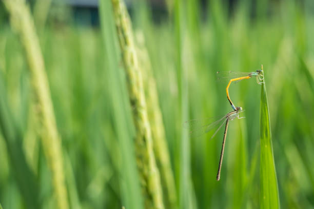 Mating dragonfly in rice field. Mating dragonfly in rice field. calopteryx syriaca stock pictures, royalty-free photos & images