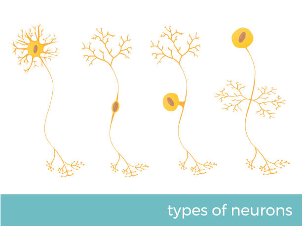 뉴런의 종류 - 마이크로글리아 stock illustrations