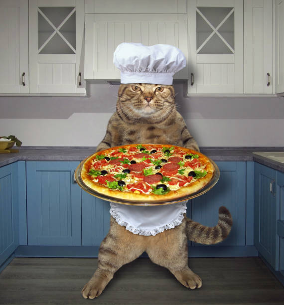 istock Cat with a pizza in the kitchen 955037298