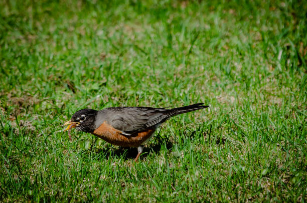 istock American Robin with a worm in it's beak on spring grass 955039978