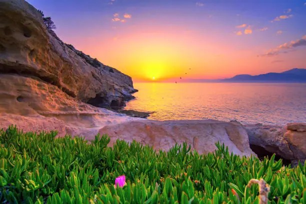 Colorful flowers with sea and sunset at the background, Matala, Crete, Greece.