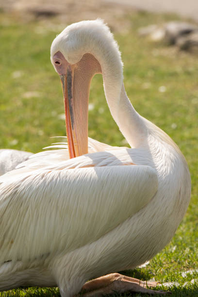 istock close-up of a white pelican 955046784
