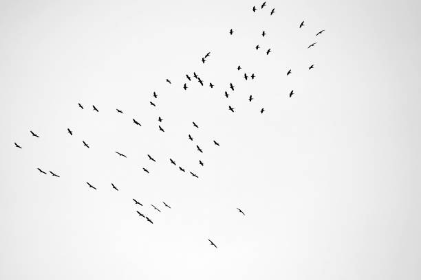 istock flock of birds flying on the sky 955050210