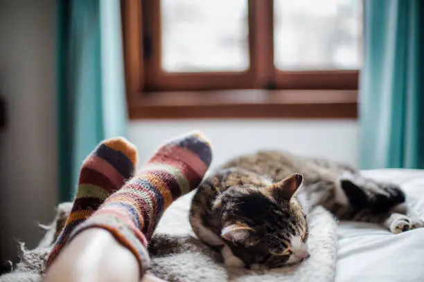 Photo of cat on a bed feet of a person