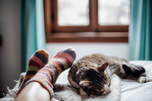 cat on a bed feet of a person - window home interior women people imagens e fotografias de stock