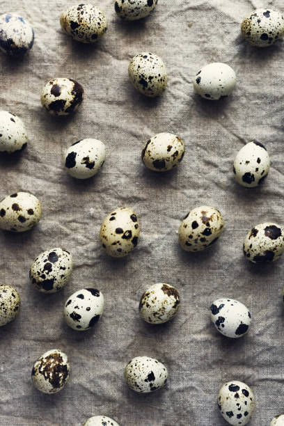 Fresh beautiful quail eggs ready for cooking stock photo