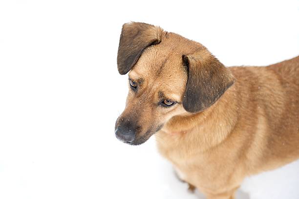 istock Cute dog standing in the snow after a winter storm. 95505346