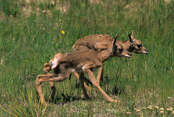 Twin Pronghorn Fawns stock photo