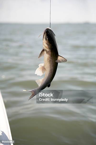Fish Out Of Water Stock Photo - Download Image Now - Fishing, In A Row, Single Line
