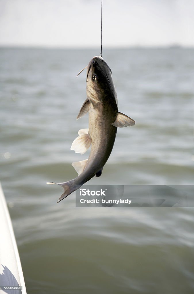 Как рыба без воды - Стоковые фото Ловить рыбу роялти-фри
