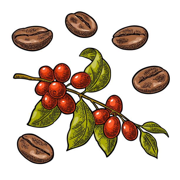 bildbanksillustrationer, clip art samt tecknat material och ikoner med kaffebönan, gren med löv och bär. - coffe branch with beans