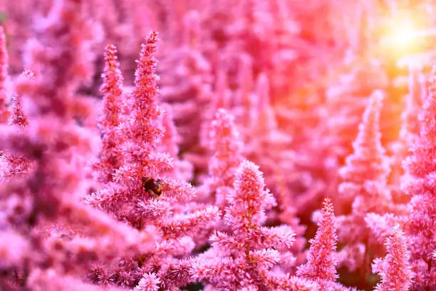 Beautiful Bushes of flowers Astilbe with a fluffy pink panicles and a bumble bee on the flower closeup, nice background