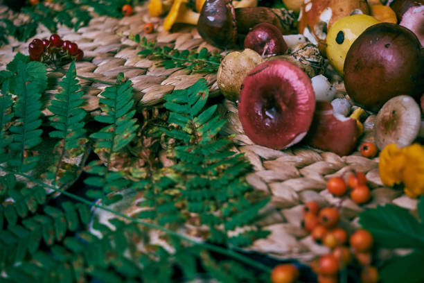 istock Forest mushrooms with fern leaves on the table. 955061208