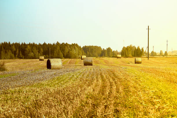 Hay bales. Agriculture field with sky. Rural nature in the farm land. Straw on the meadow. Wheat yellow golden harvest in summer. Countryside natural landscape. Grain, harvesting. pacas de heno. campo de la agricultura con cielo azul y las líneas eléctricas. carácter rural en la tierra de granja. paja en el prado. cosecha de oro de trigo amarillo en verano. paisaje natural del campo. grano de los cultivos, la cosecha.
