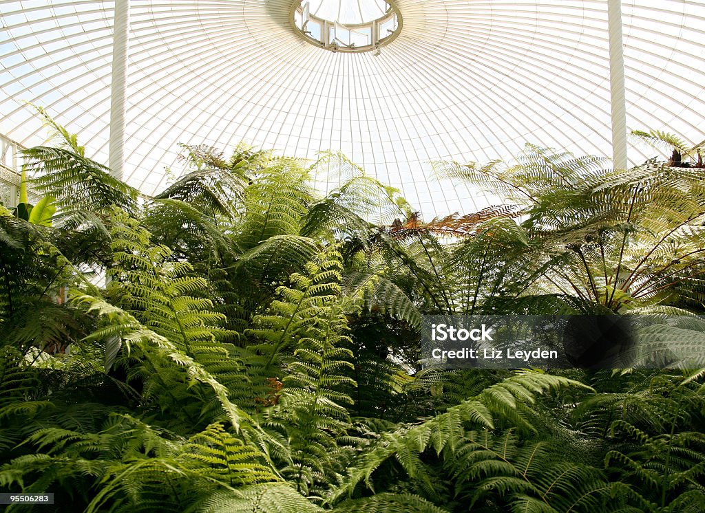 Ferns em Victorian Fernery (horizontal - Royalty-free Arquitetura Foto de stock