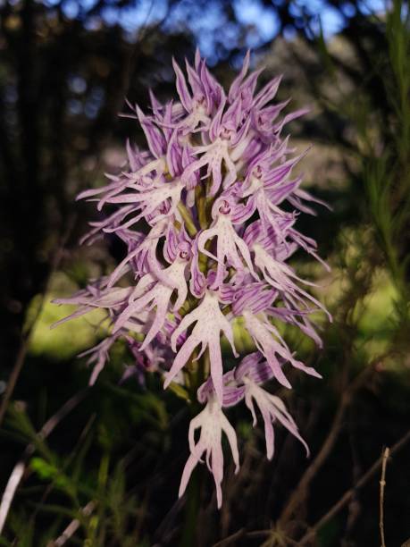 Orchid Orchis italica Orchid Orchis itálica in flower in dehesa italica spain stock pictures, royalty-free photos & images