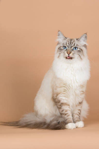 istock Portrait of Siberian cat 955070672
