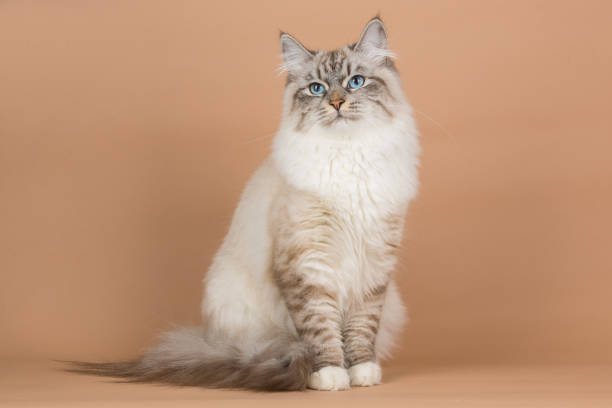 istock Portrait of Siberian cat 955070728