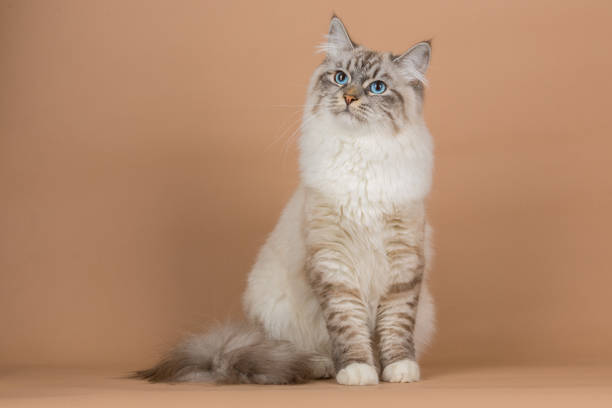 istock Portrait of Siberian cat 955070866