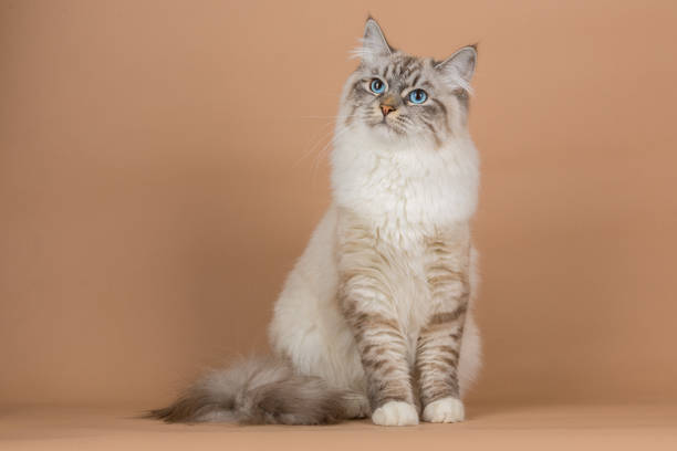 porträtt av sibirisk katt - sibirisk katt bildbanksfoton och bilder