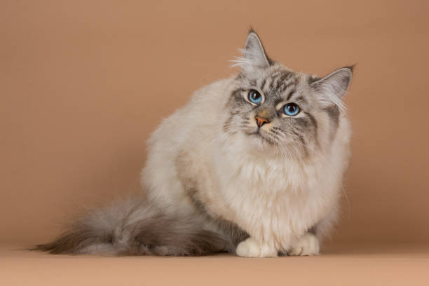 istock Portrait of Siberian cat 955070922