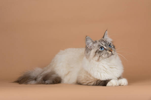istock Portrait of Siberian cat 955071142