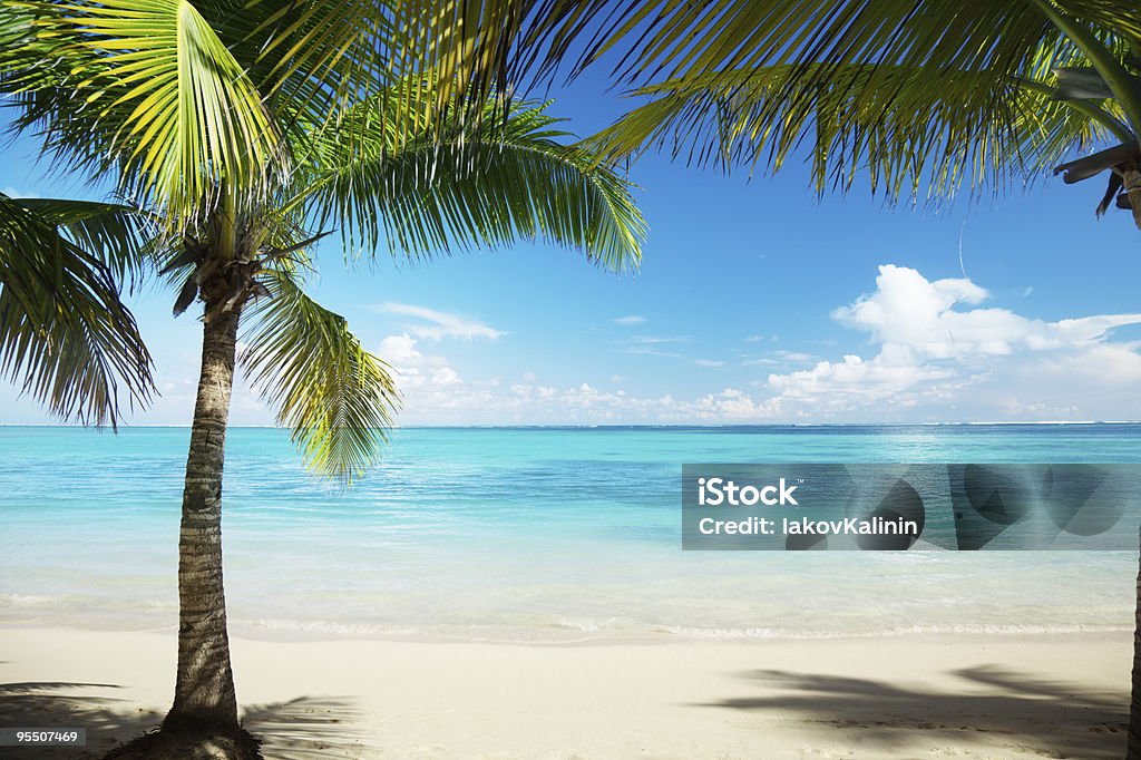 カリブの海とヤシ - カラー画像のロイヤリティフリーストックフォト