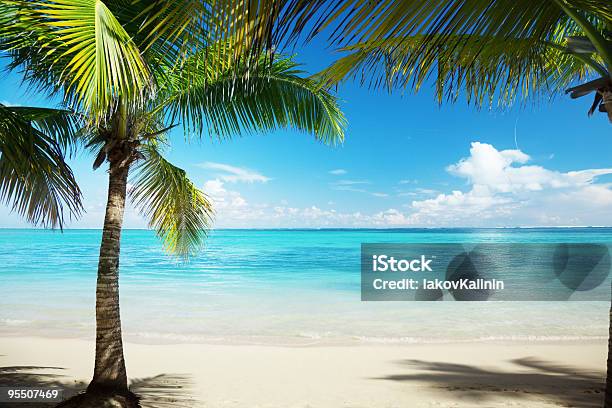 カリブの海とヤシ - カラー画像のストックフォトや画像を多数ご用意 - カラー画像, カリブ海, ココヤシの木