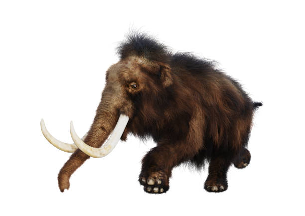 istock 3D illustration woolly mammoth on white 955075326