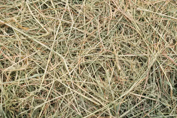 Photo of Texture of dry straw stack on ground