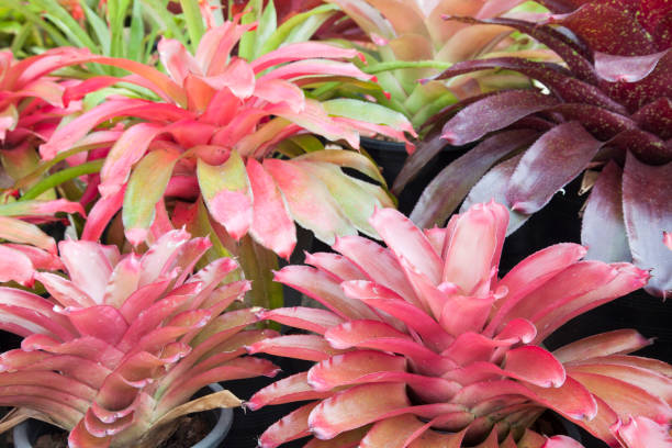 istock Bromeliad flower in the garden with nature 955079852