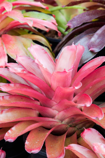 istock Bromeliad flower in the garden with nature 955079860