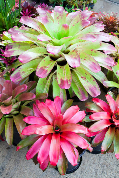 istock Bromeliad flower in the garden with nature 955080062