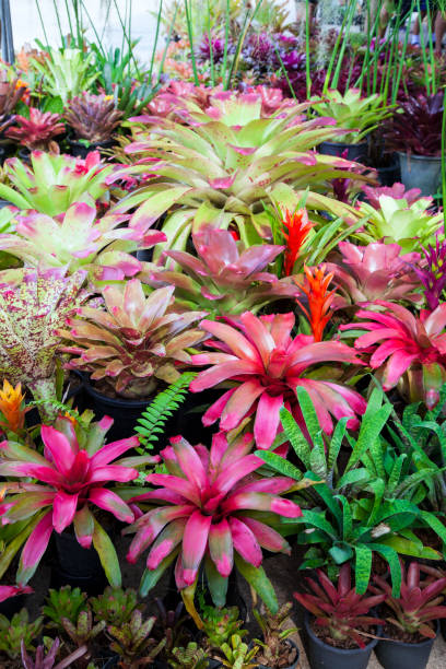 istock Bromeliad flower in the garden with nature 955080064