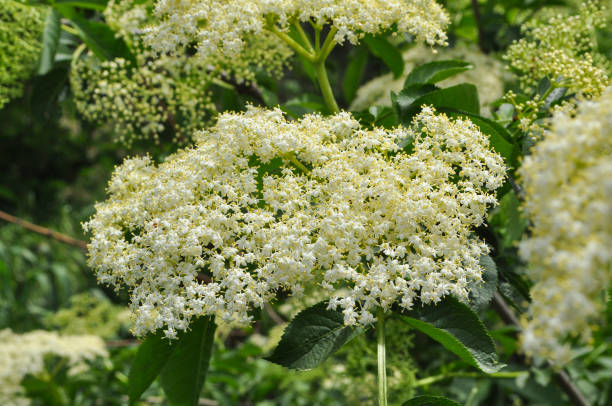 istock Elderflower or Sambucus nigra in full bloom in spring 955080468