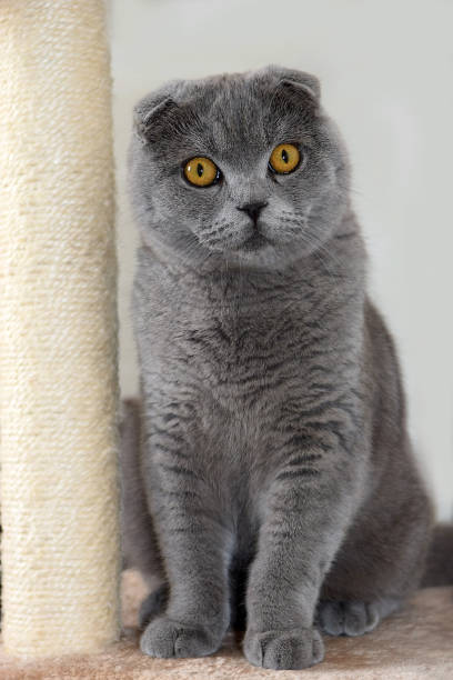 istock portrait of scottish fold cat 955083246