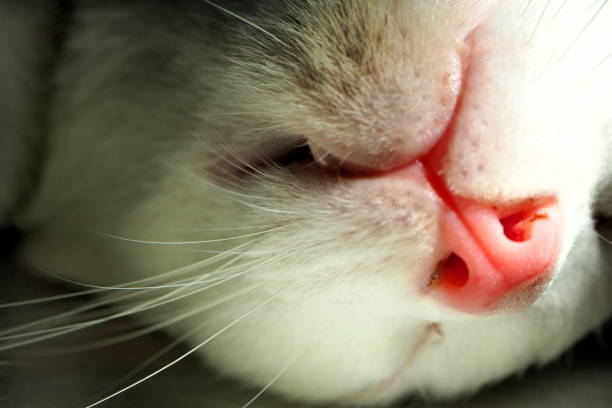 istock life of cat 955085082