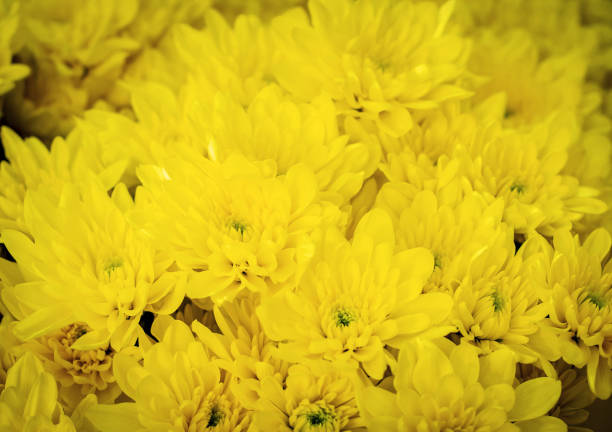 Petals, close up, yellow flowers