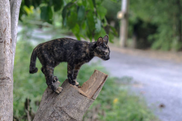 istock Black cat standing alert on the tree., alone concept., with copy space for text. 955092392